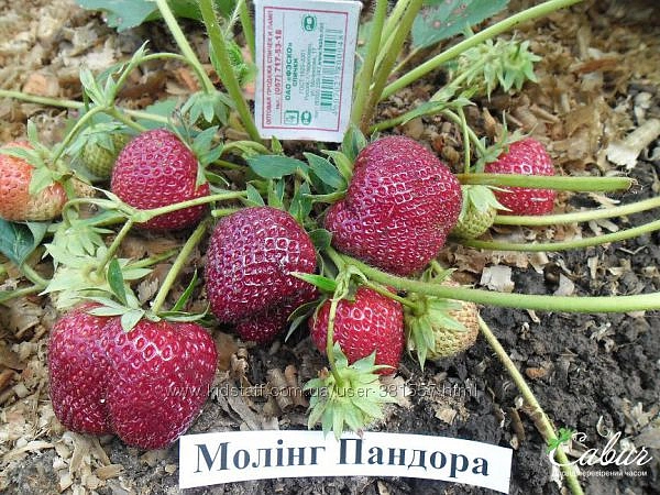 Земляника (клубника) 'Моллинг Пандора'