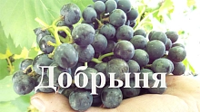 Виноград 'Добрыня'