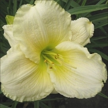 Лилейник гибридный 'Кул Ит'