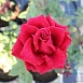 Роза 'Саше' (Флорибунда) (ярко красными)						