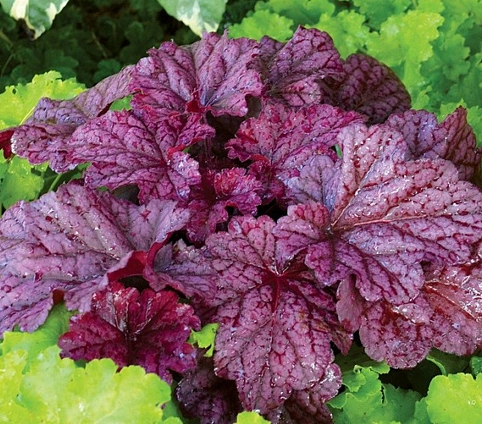 Гейхера гибридная 'Берри Смузи'