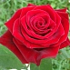Роза 'Престиж' (чайно-гибридная) (красная)