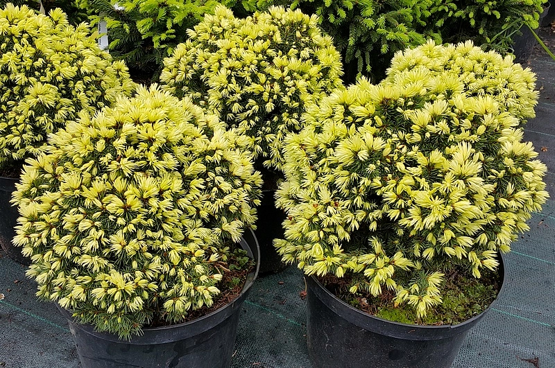 Ель сизая (канадская) 'Ялако Голд'