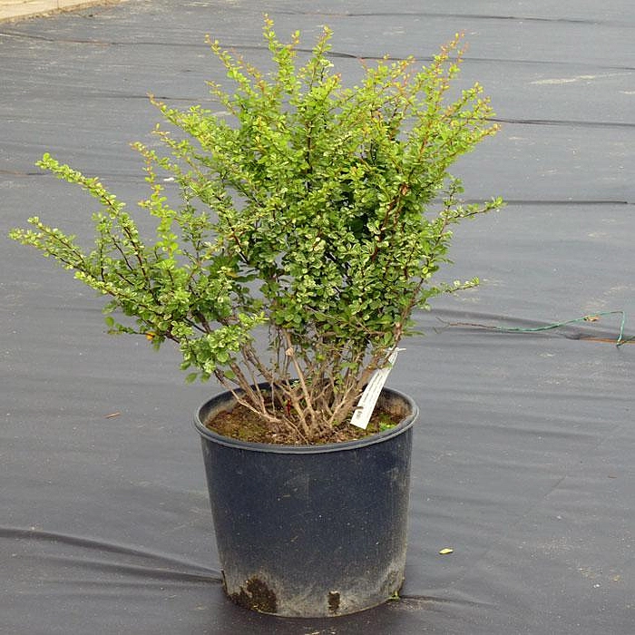 Барбарис Тунберга 'Келлерис'