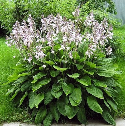 Хоста вздутая