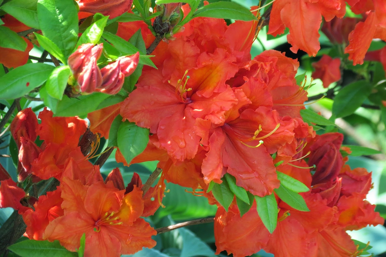 Рододендрон желтый (азалия) 'Фейерверк' (красный)