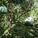 Можжевельник китайский Кетелери (Кеtelerii)