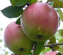 Яблоня домашняя 'Апрельская'