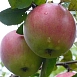 Яблоня домашняя 'Апрельская'
