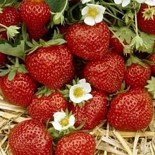 Земляника (клубника) 'Ред Стар'