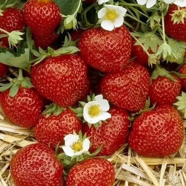 Земляника (клубника) 'Ред Стар'
