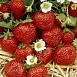 Земляника (клубника) 'Ред Стар'