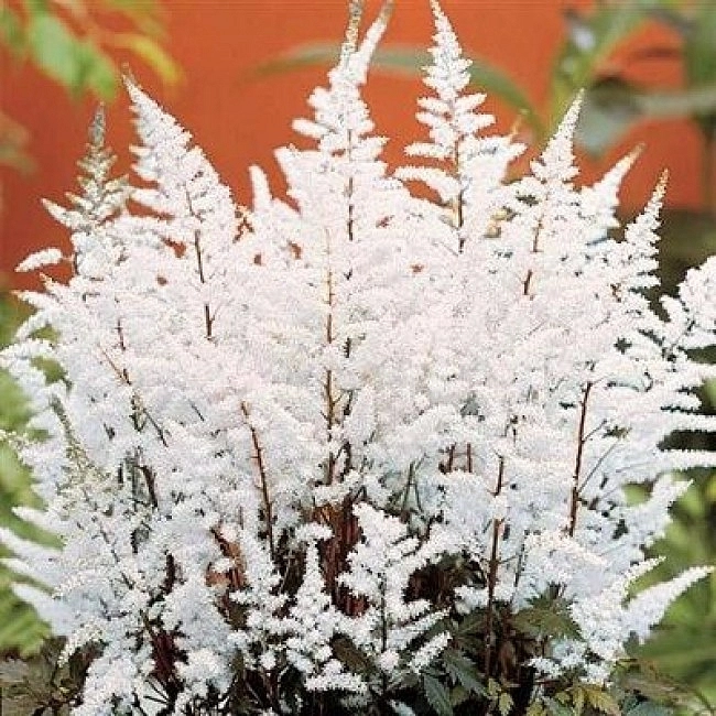 Астильба Арендса 'Бумальда' (белая)