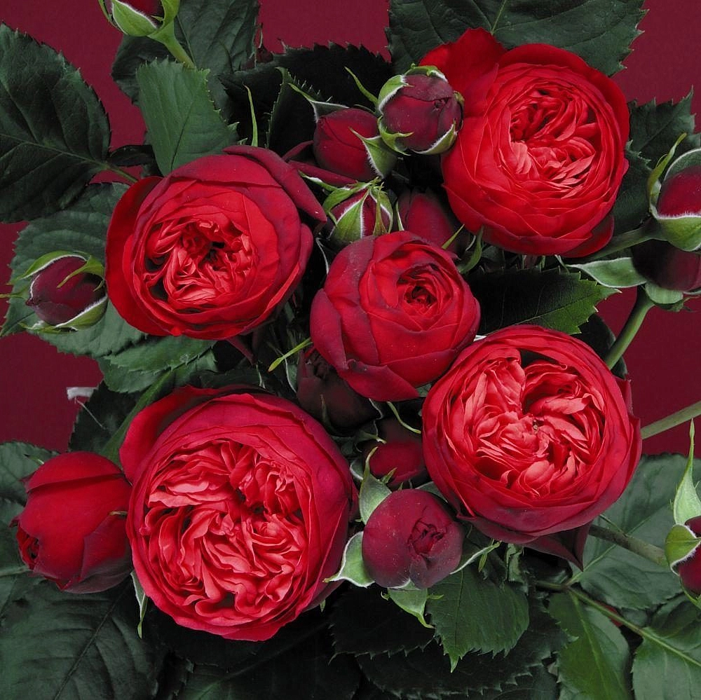 Роза 'Пиано' (чайно-гибридная) (ярко - красная)