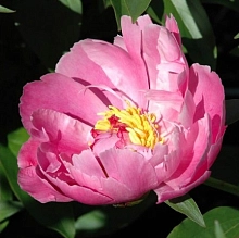 Пион молочноцветковый 'Нимфа' (розовый анемоноцветный)