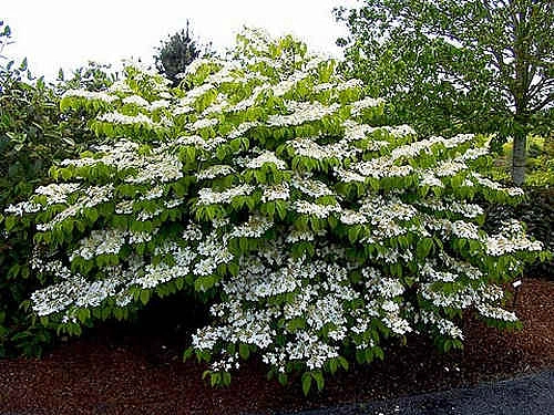 Калина складчатая (Viburnum plicatum)