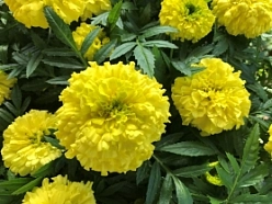 Тагетес (бархатцы) прямостоячий 'Антигуа Йеллоу' (лимонный)