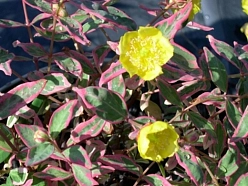 Зверобой мозера 'Триколор'