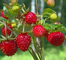 Земляника 'Земляника Лесная'