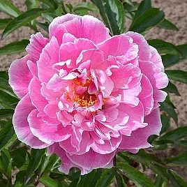 Пион молочноцветковый 'Мадам Жюль Дессер' (розовый)