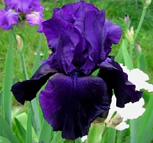 Ирис германский (бородатый) 'Тукседо' 