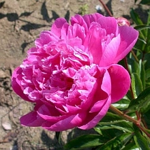 Пион молочноцветковый 'Дейтон' (розовый)