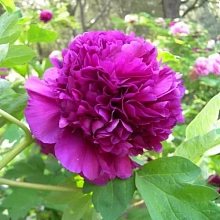 Пион древовидный 'Дак Блэк-Пурпл' (пурпурный)