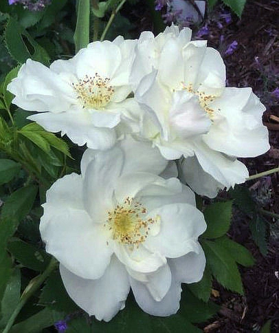 Роза 'Морден Сноубьюти' (шраб) (белая)