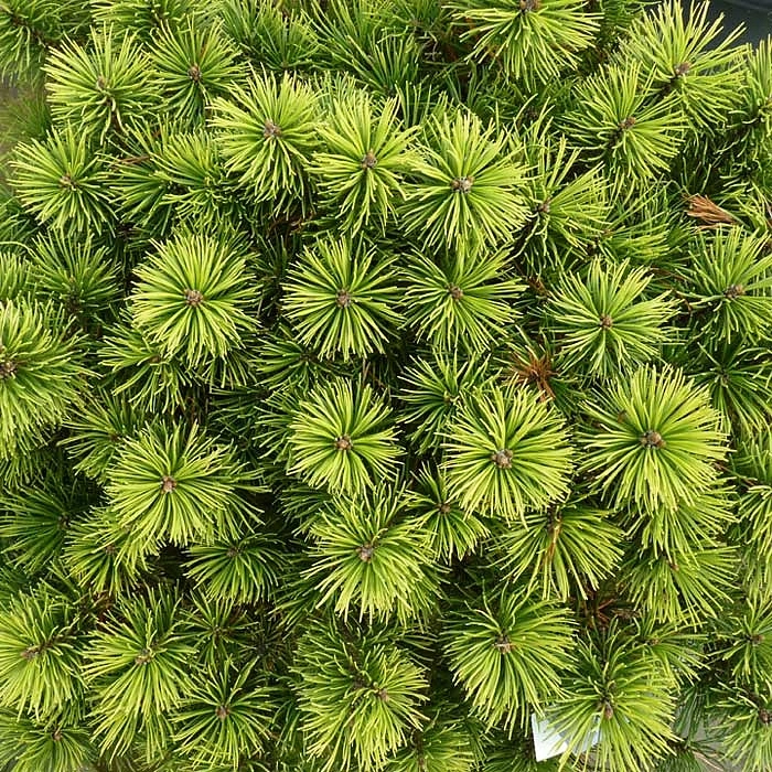 Сосна горная 'Офир'