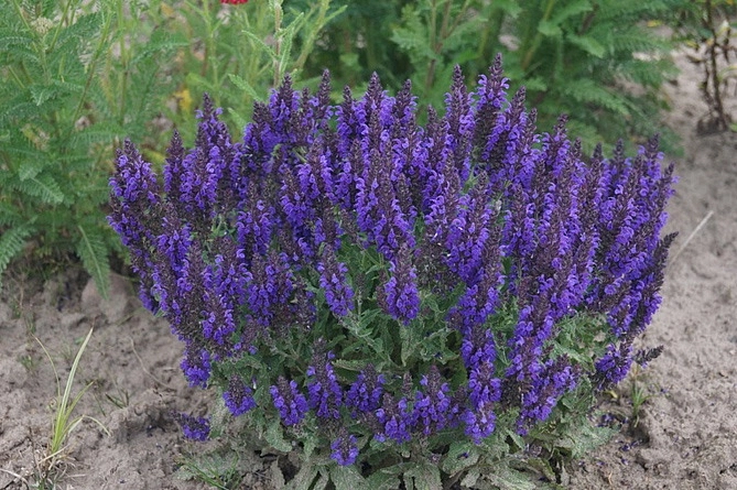 Сальвия дубравная (Шалфей) 'Маркус'