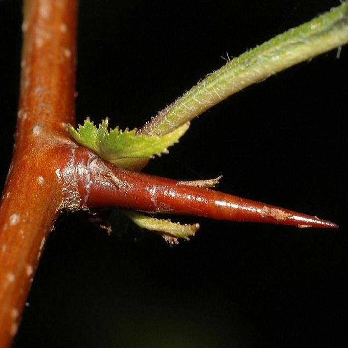 Боярышник Максимовича