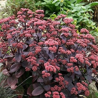 Седум гибридный (Очиток) 'Джози Аубергайн'