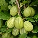 Крыжовник 'Изумруд'