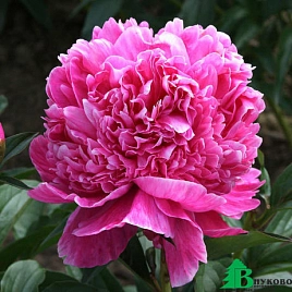 Пион молочноцветковый 'Александр Флеминг' (розовый)