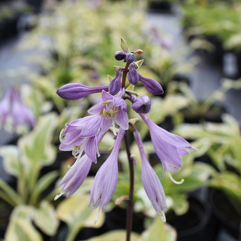 Хоста Зибольда