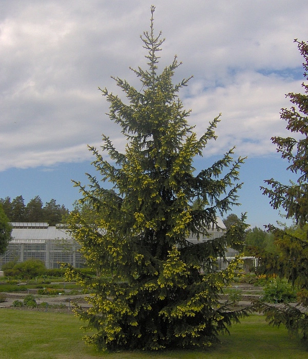 Ель колючая 'Ауреа'