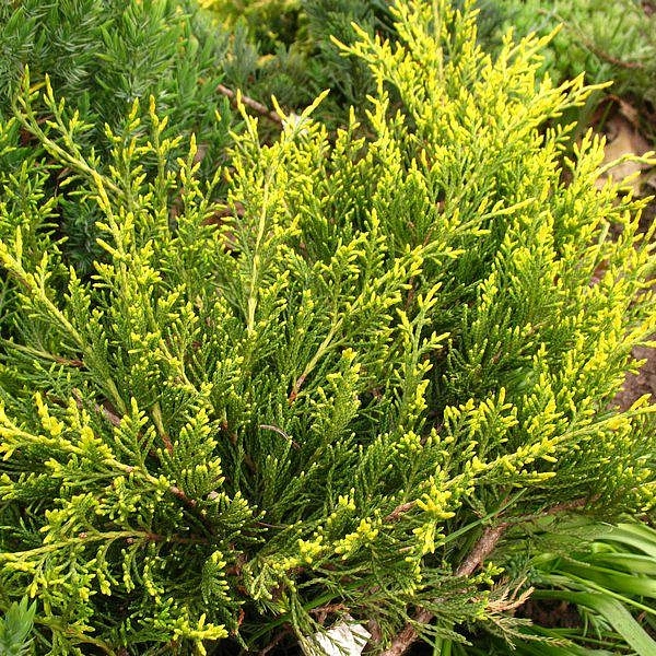 Можжевельник пфитцериана Мордиган Голд (Mordigan Gold) Можжевельник пфитцериана Мордиган Голд (Mordigan Gold)