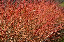 Дерен кроваво-красный