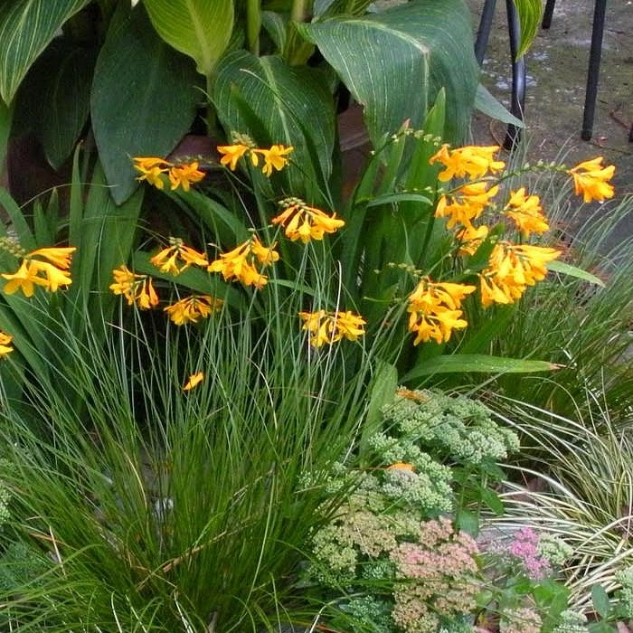 Крокосмия 'Колумбус'