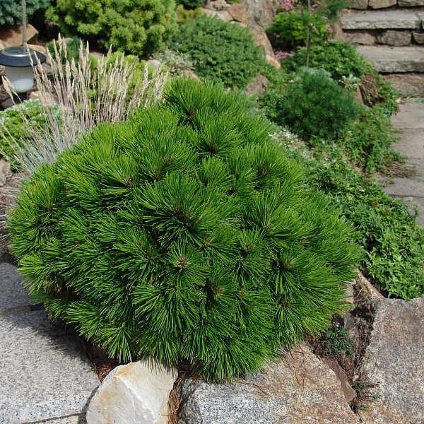 Сосна гельдрейха (боснийская, белокорая) 'Компакт Джем'