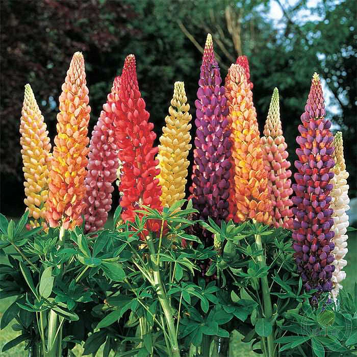 Семена Люпин многолетний