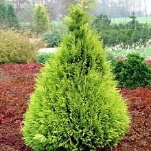 Кипарисовик Лавсона 'Стардаст'