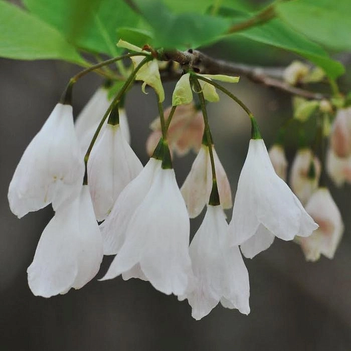 Халезия  каролинская