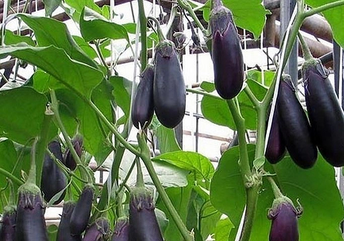 Баклажан 'Багира'