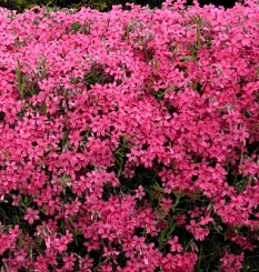 Флокс шиловидный 'Атропурпуреа'