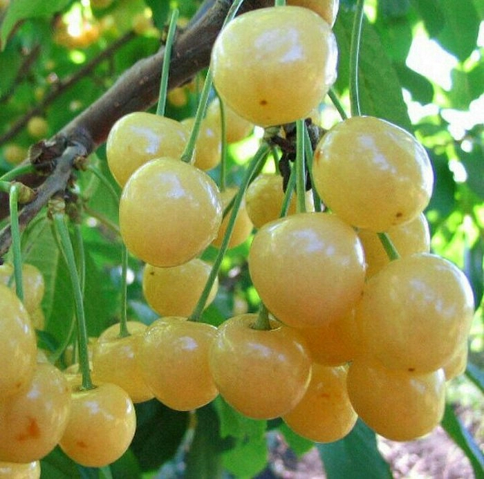 Черешня 'Рондо'