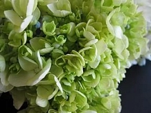 Гортензия метельчатая 'Форевер энд Эвер Лаймгрин'