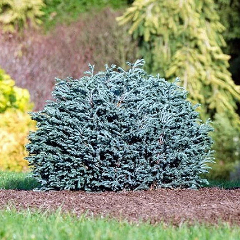 Кипарисовик горохоплодный 'Блу Мун'