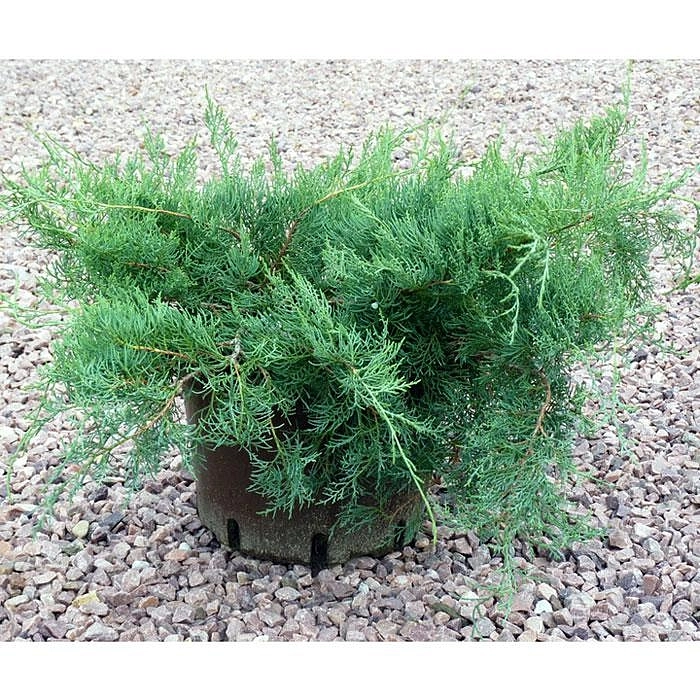 Можжевельник казацкий 'Тамарисцифолия'