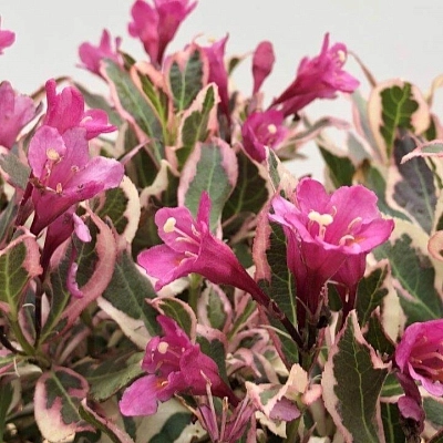 Вейгела 'Олл Саммер Монет'